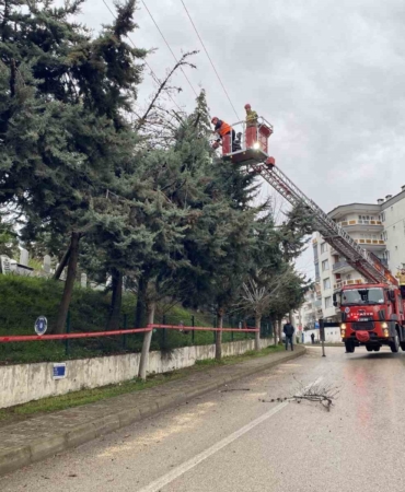 Bursa’da lodos ağacı devirdi, elektrik hatları zarar gördü