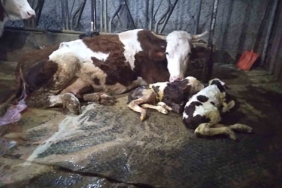 Ölü buzağıyla üzüldüler ikiz doğumla sevindiler