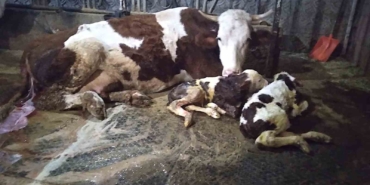 Ölü buzağıyla üzüldüler ikiz doğumla sevindiler