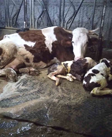 Ölü buzağıyla üzüldüler ikiz doğumla sevindiler