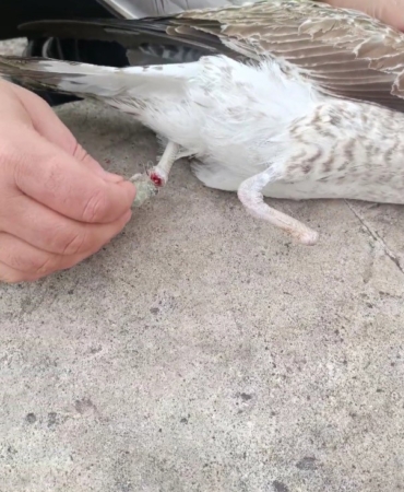 Bir ayağı ampute, bir ayağı misinaya dolandı: Pendik’te martının kurtarılma anı kameralarda