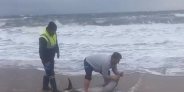 Ayvalık’ta karaya vuran yunusu vatandaşlar kurtardı