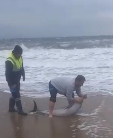 Ayvalık’ta karaya vuran yunusu vatandaşlar kurtardı