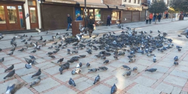 Soğukta üşüyen kuşlar için 5 kilometrelik şefkat yolculuğu