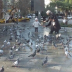 Burhaniye’de güvercinler imece ile besleniyor