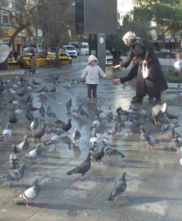 Burhaniye’de güvercinler imece ile besleniyor