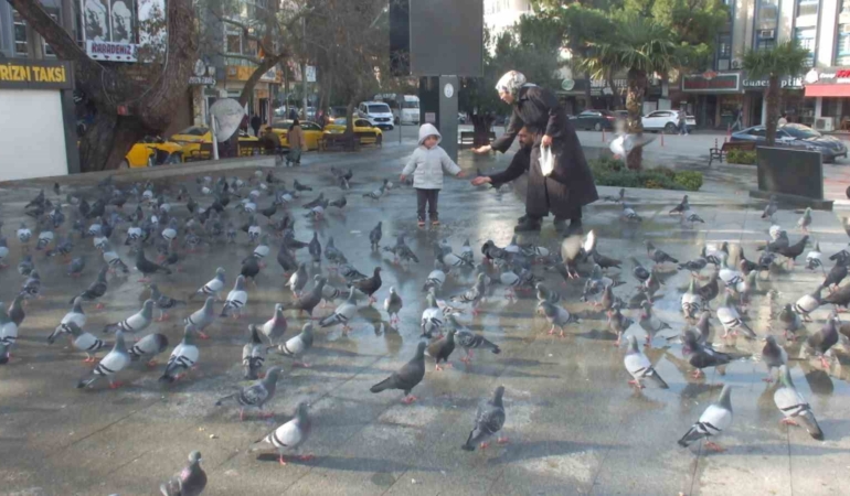 Burhaniye’de güvercinler imece ile besleniyor