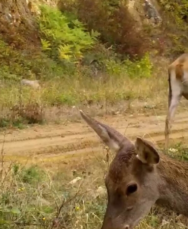 Bursa’nın kızıl geyikleri fotokapana takıldı