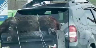 Ölü domuzu aracın arkasında taşıdılar