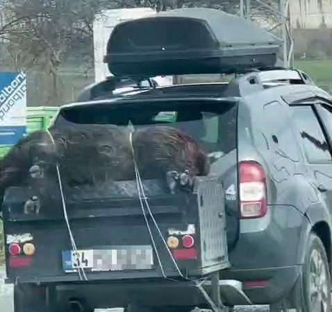 Ölü domuzu aracın arkasında taşıdılar