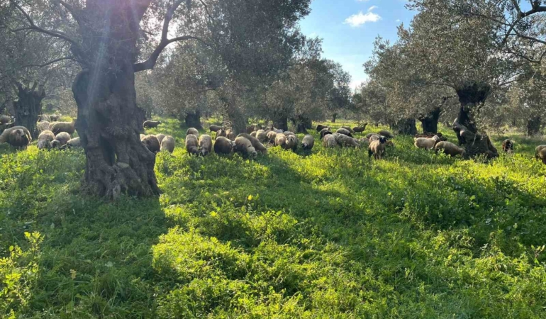 Balıkesir’de zeytinliklerde koyun otlatan çobana ceza