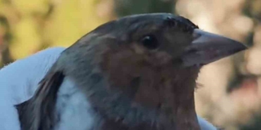 Çanakkale’de ispinoz tedavi sonrası doğaya salındı