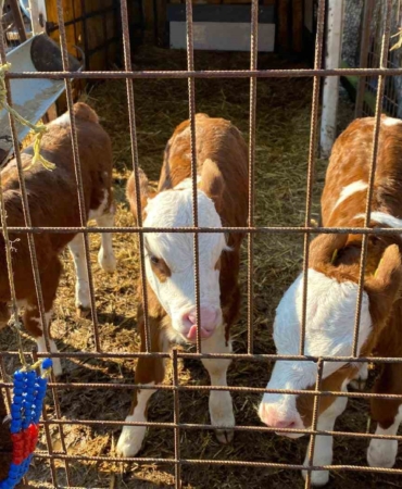 Edirne’nin Orhaniye köyünde üçüz buzağı dünyaya geldi