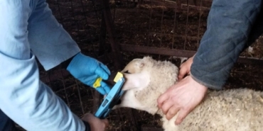 Kırklareli’nde küpe takılan damızlık kuzular aşılanıyor