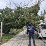 Edirne’de fırtına ağaçları devirdi