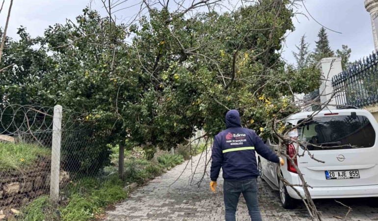 Edirne’de fırtına ağaçları devirdi