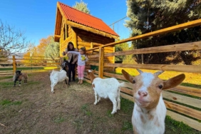 Keçi, ördek, tavuk, tavşan: Hepsinin görevi "Çok özel"