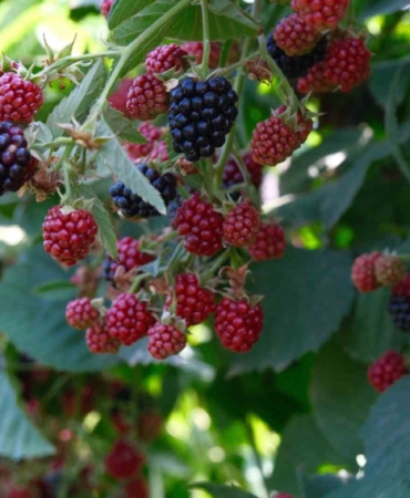 Kestel’de ahududu ve böğürtlen üretimi Sırbistan modeliyle artırılacak