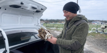 Yaralı şahin koruma altına alındı