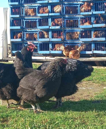 Köy köy gezerek canlı tavuk satıyor