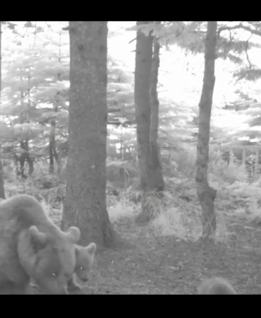 Yavru ayı zıplayarak ailesinin peşinden koştu