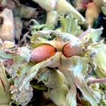 Uludağ’ın fındığı destek bekliyor