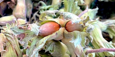 Uludağ’ın fındığı destek bekliyor