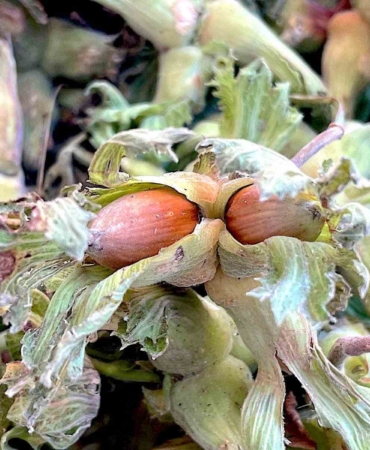 Uludağ’ın fındığı destek bekliyor