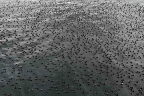 Damatlıklarını giyen karabatak kuşları İstanbul Boğazı’nda bir araya geldi