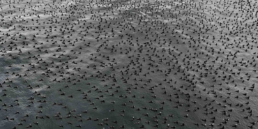 Damatlıklarını giyen karabatak kuşları İstanbul Boğazı’nda bir araya geldi