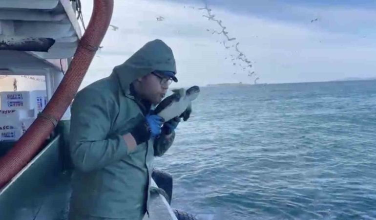 Çanakkale’de balıkçılar ağlarına takılan caretta carettayı kurtardılar