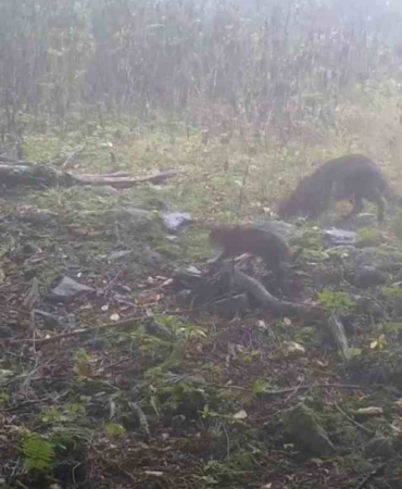 Uludağ’da sisler arasında anne yaban kedisi ve yavruları görüntülendi