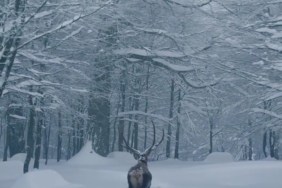 Karla kaplı Kartepe’de kızıl geyik güzelliği