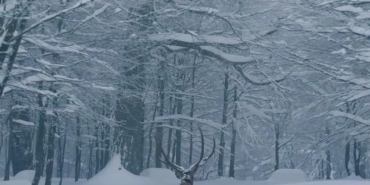 Karla kaplı Kartepe’de kızıl geyik güzelliği