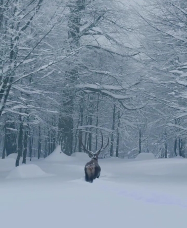 Karla kaplı Kartepe’de kızıl geyik güzelliği