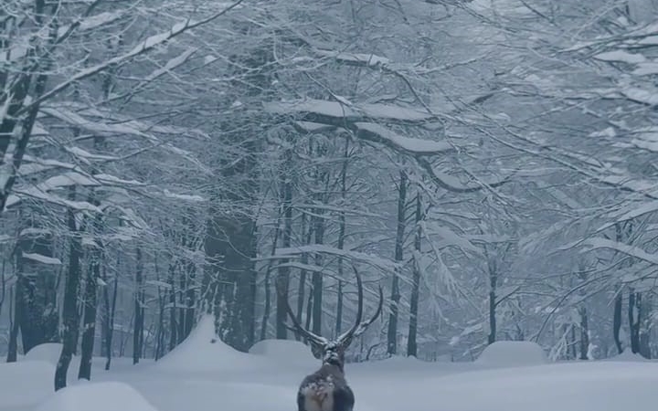 Karla kaplı Kartepe’de kızıl geyik güzelliği
