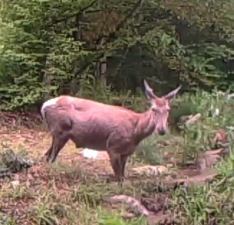 Geyiğin su keyfi fotokapanla görüntülendi