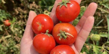 Balıkesir Büyükşehir Belediyesi, Ata Tohumları ile envanterini güçlendiriyor