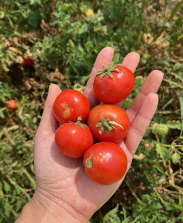 Balıkesir Büyükşehir Belediyesi, Ata Tohumları ile envanterini güçlendiriyor