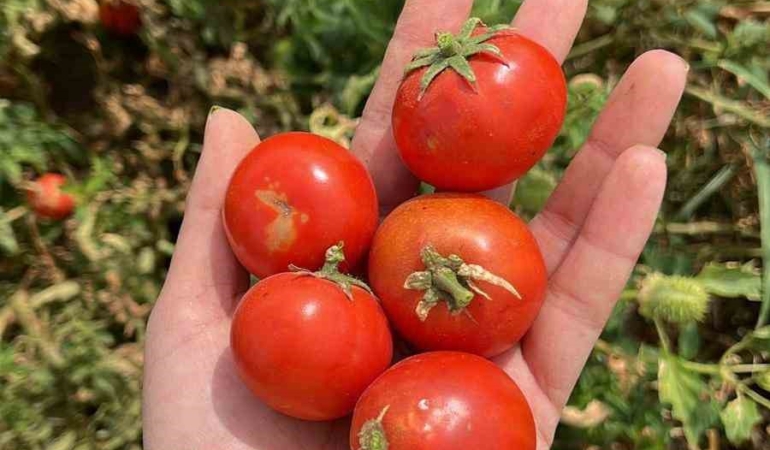 Balıkesir Büyükşehir Belediyesi, Ata Tohumları ile envanterini güçlendiriyor