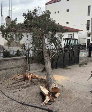 İznik’te okulların tatil olması faciayı önledi..Dev ağaç okul bahçesine devrildi