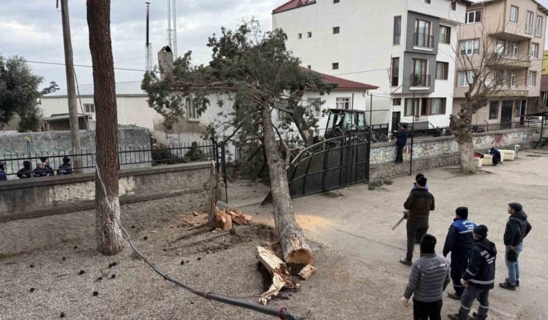 İznik’te okulların tatil olması faciayı önledi..Dev ağaç okul bahçesine devrildi