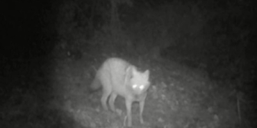 Kurt ve çakal aynı fotokapanda