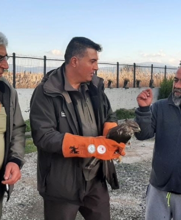 Çanakkale’de yaralı şahin koruma altına alındı