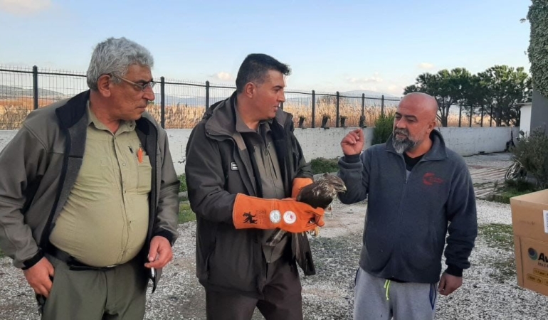 Çanakkale’de yaralı şahin koruma altına alındı