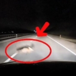 Yola atlayan tilkiye araç çarptı