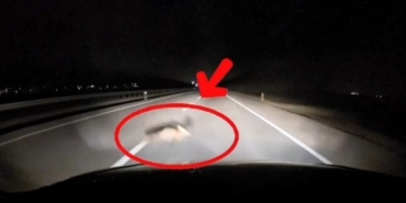 Yola atlayan tilkiye araç çarptı