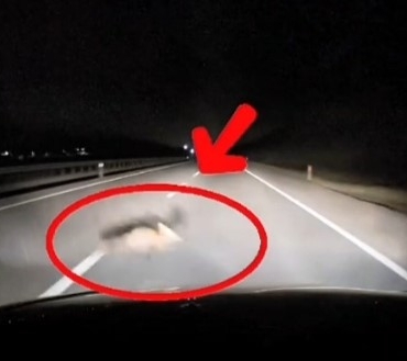 Yola atlayan tilkiye araç çarptı