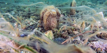 Pinalar son sığınağı Marmara’da çoğalıyor; umut oluyor