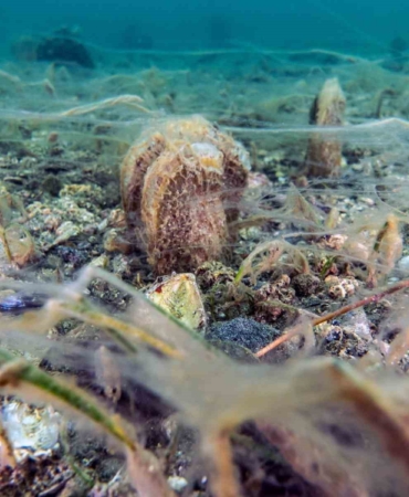 Pinalar son sığınağı Marmara’da çoğalıyor; umut oluyor